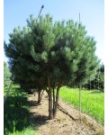 Pinus sylvestris Watereri on shtamb